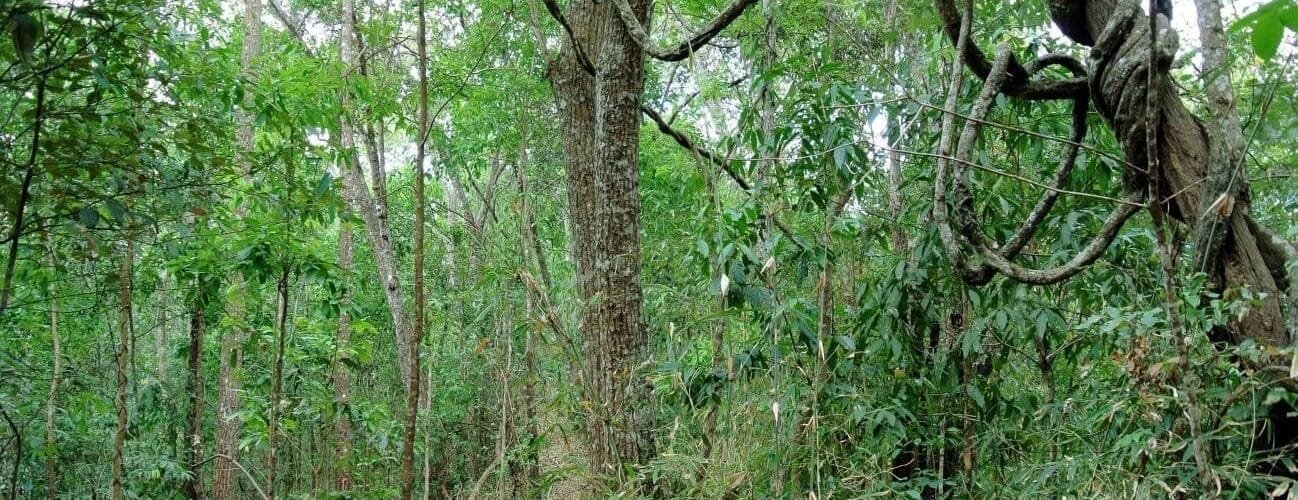 El papel clave del clima del pasado y los acuíferos en su distribución actual y futura