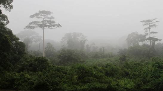 Los humanos habitaron las selvas tropicales africanas hace 150.000 años los-humanos-habitaron-las-selvas-tropicales-africanas-hace-150.000-anos