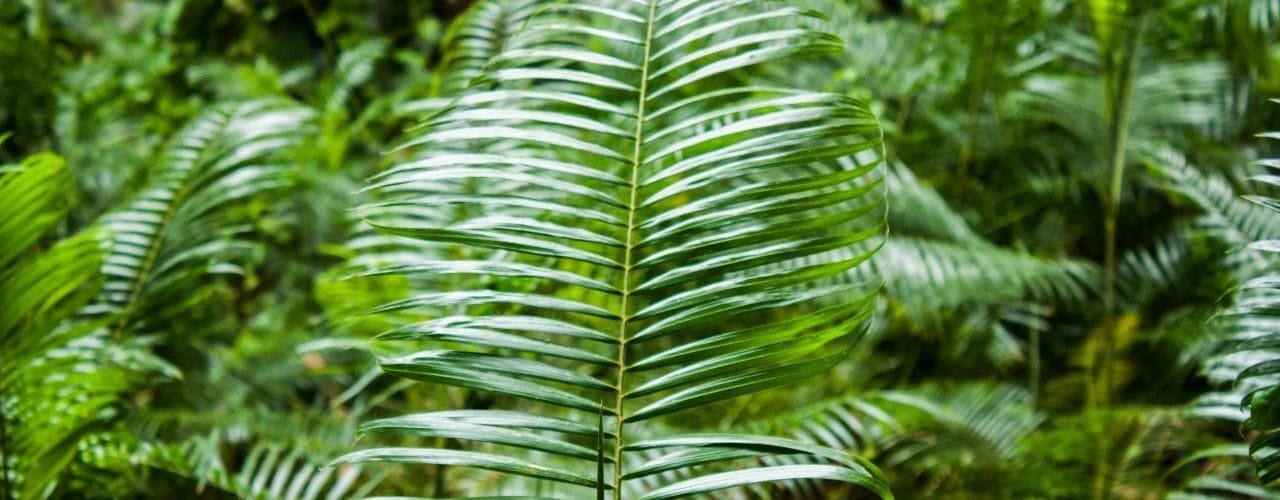 Dos minúsculos granos de polen revelan el misterioso origen de los bosques tropicales asiáticos dos-minusculos-granos-de-polen-revelan-el-misterioso-origen-de-los-bosques-tropicales-asiaticos