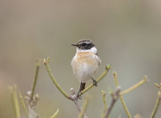 El cambio climático provoca el colapso poblacional de una ave única en Canarias el-cambio-climatico-provoca-el-colapso-poblacional-de-una-ave-unica-en-canarias