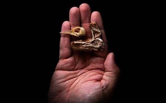 Un pájaro de la era de los dinosaurios revela las raíces de la inteligencia aviar un-pajaro-de-la-era-de-los-dinosaurios-revela-las-raices-de-la-inteligencia-aviar