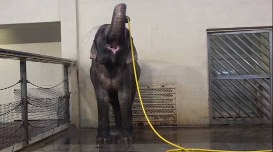 Las sorprendentes habilidades de los elefantes con las mangueras las-sorprendentes-habilidades-de-los-elefantes-con-las-mangueras