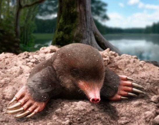 Categorías el-fosil-de-un-nuevo-genero-de-topo-plantea-nuevos-escenarios-evolutivos