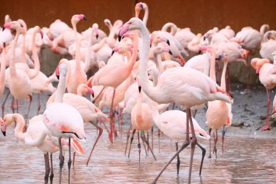 Categorías ¿cual-es-el-secreto-de-los-flamencos-para-tener-una-vejez-mas-larga?