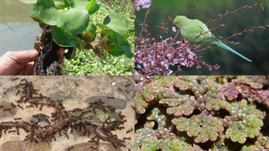 Inicio mas-de-1.200-especies-no-nativas-estan-establecidas-en-la-peninsula