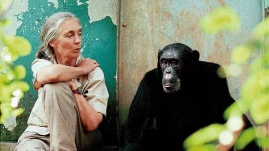 Inicio muere-jane-goodall,-pionera-en-el-estudio-de-los-chimpances-y-referente-mundial-en-conservacion