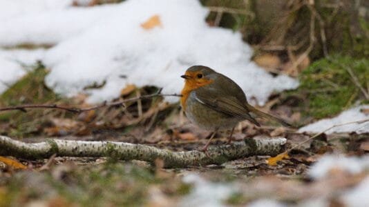 Inicio los-petirrojos-europeos-llegaron-a-sus-cuarteles-de-invernada-con-un-adelanto-de-18-dias