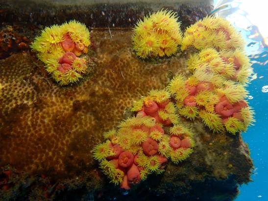 un-coral-mediterraneo-desafia-las-olas-de-calor-marinas-gracias-a-una-dieta-flexible