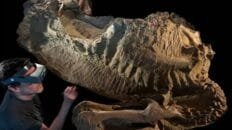 las-‘momias’-de-hadrosaurio-son-en-realidad-moldes-de-arcilla-creados-por-microbios