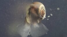 unos-diminutos-organismos-oceanicos-podrian-tener-la-clave-del-futuro-del-carbono-en-la-tierra