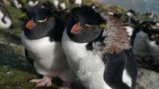 Un sistema de riego supuso una revolución en la Amazonia precolombina fenomenos-extremos-ponen-en-riesgo-a-los-pinguinos-del-hemisferio-sur