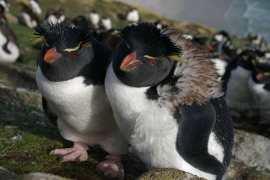 Inicio fenomenos-extremos-ponen-en-riesgo-a-los-pinguinos-del-hemisferio-sur