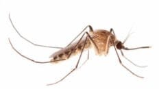 Un sistema de riego supuso una revolución en la Amazonia precolombina el-‘mosquito-del-metro-londinense’-podria-haber-nacido-en-el-antiguo-egipto