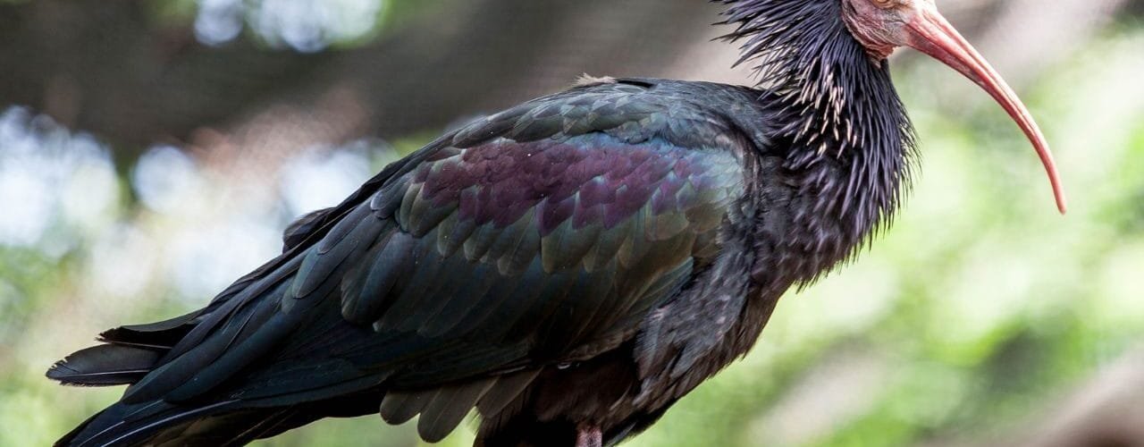 el-ibis-eremita-aterriza-por-primera-vez-en-navarra,-es-una-de-las-aves-mas-amenazadas-de-europa