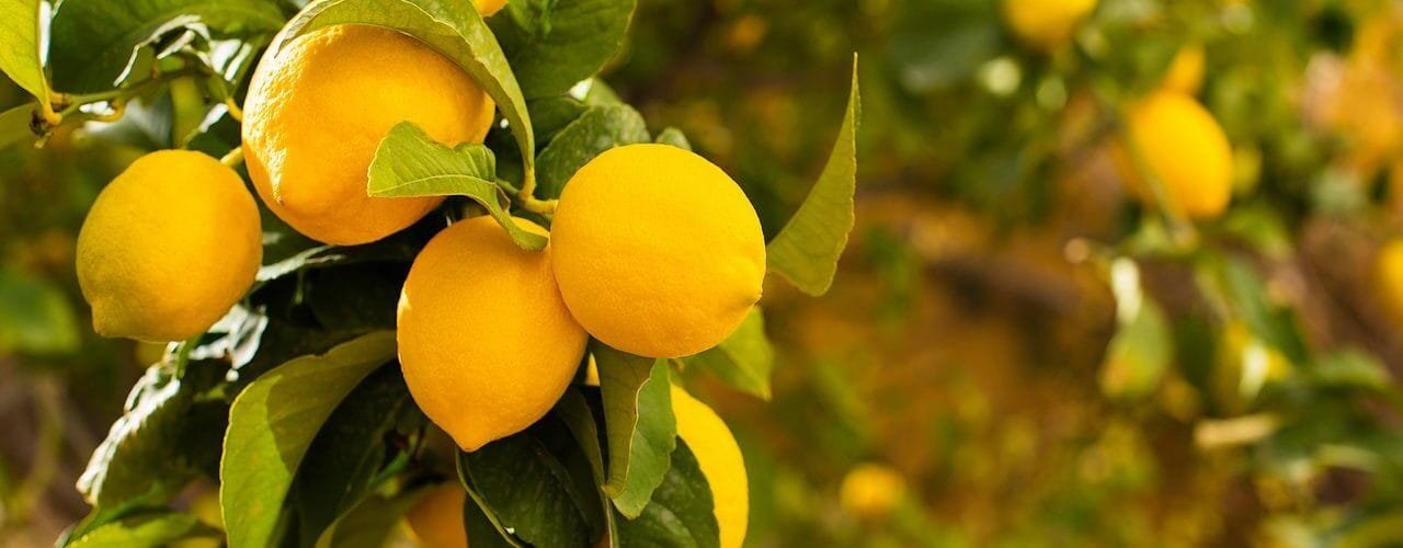 la-guia-de-supervivencia-para-tu-limonero:-como-protegerlo-del-frio-y-las-heladas-de-otono