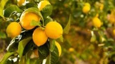 Las lluvias acumuladas en España entre octubre y marzo fueron un 18% más de lo esperado la-guia-de-supervivencia-para-tu-limonero:-como-protegerlo-del-frio-y-las-heladas-de-otono