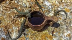 Las lluvias acumuladas en España entre octubre y marzo fueron un 18% más de lo esperado que-es-el-‘efecto-oasis’-menorquin-y-por-que-protege-a-especies-en-declive-en-europa