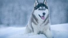 Volcanes de Guatemala: formación, distribución y riesgos geológicos detallados los-primeros-perros-ya-mostraban-gran-diversidad-hace-11-000-anos