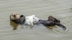 las-aves-y-tortugas-marinas-estan-altamente-expuestas-a-plasticos-letales