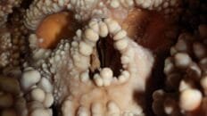 la-nariz-del-neandertal-de-altamura-no-tenia-adaptaciones-internas-al-frio