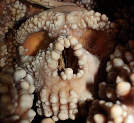 la-nariz-del-neandertal-de-altamura-no-tenia-adaptaciones-internas-al-frio